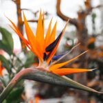 Strelitzia – Een tropische schoonheid